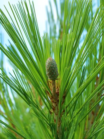 Pine with long needles and a cone close-upの写真素材