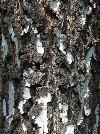 birch bark close up texture backgroundの写真素材