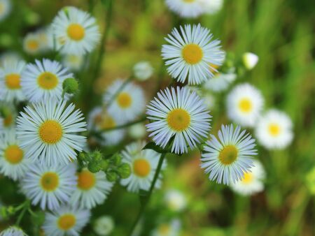 funny daisies bloom in the meadow in summerの写真素材