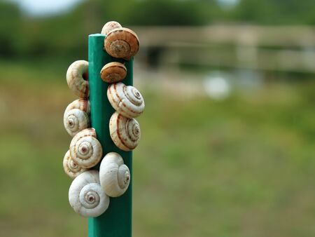 clam shells in unusual place texture backgroundの写真素材