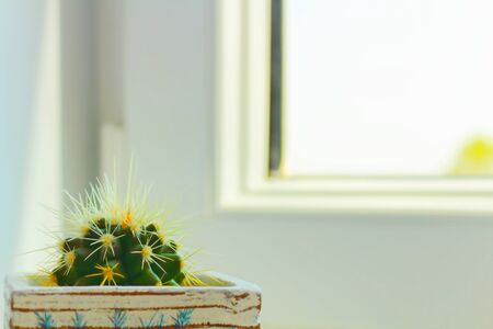 small green cactus with yellow needles on the windowsill close-upの写真素材