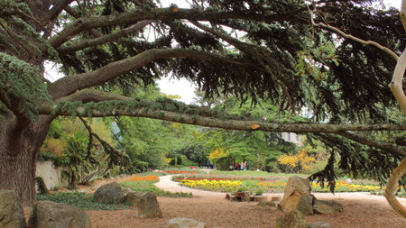 Nikitsky Botanical Garden park complex tree with a large branch October 2019のeditorial素材