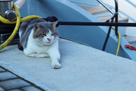 lazy white cat resting near the pier