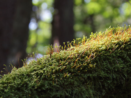 green moss covers a fallen tree in the forest close-upの写真素材