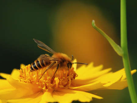 a bee collects nectar on a yellow flower close-upの写真素材