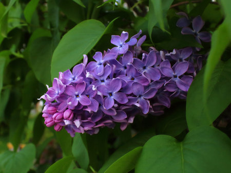 a bunch of lilacs in the garden close-up