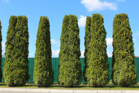 neat fence and landscaping of the adjacent territoryの写真素材