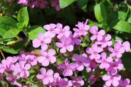 tender pink flowers on a flower bed in the city parkの写真素材