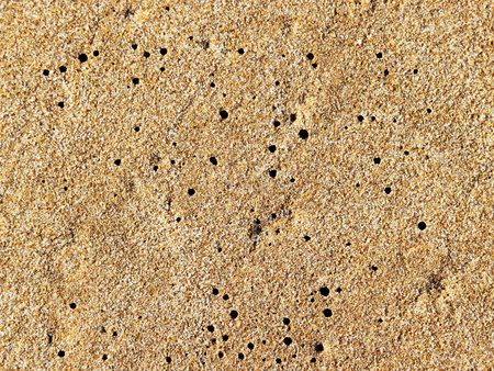 sand on the beach sea background textureの写真素材