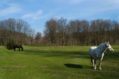 Horses in a field colorの写真素材
