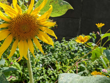 Sunflowers blooming in summer in Japanの写真素材