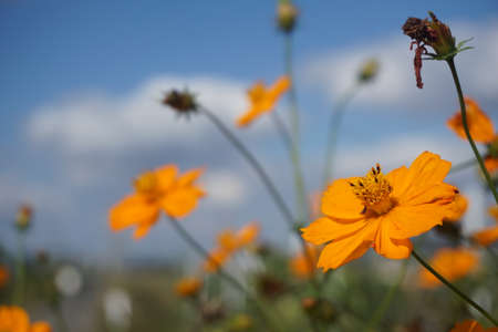 Cosmos blooming in autumn in Japanの写真素材