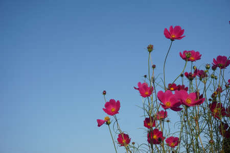 Cosmos blooming in autumn in Japanの写真素材