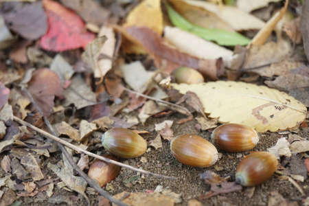 Acorn that fell to the groundの写真素材