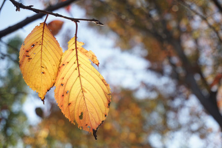 leaves turning yellow in autumnの写真素材