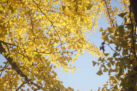 Autumn colored ginkgoの写真素材