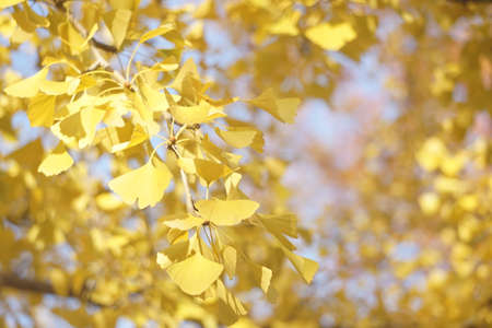 Autumn colored ginkgoの写真素材