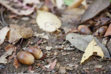 Acorn that fell to the groundの写真素材