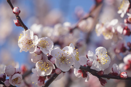 Plum blossoms blooming in winter in Japan