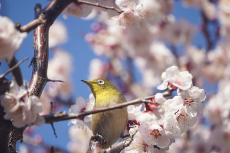 Plum blossoms and Japanese white-eye blooming in winter in Japanの写真素材