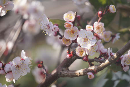 Plum blossoms blooming in winter in Japanの写真素材