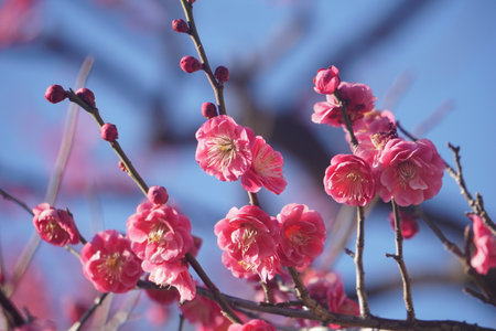 Plum blossoms blooming in winter in Japanの写真素材