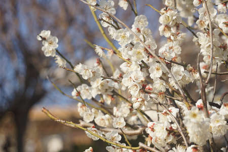 Plum blossoms blooming in winter in Japanの写真素材