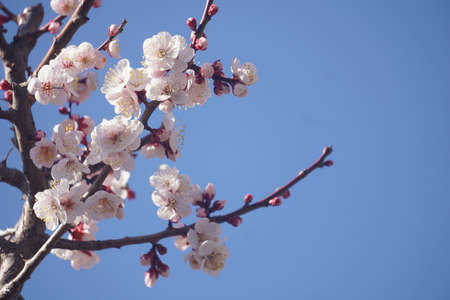 Plum blossoms blooming in winter in Japanの写真素材