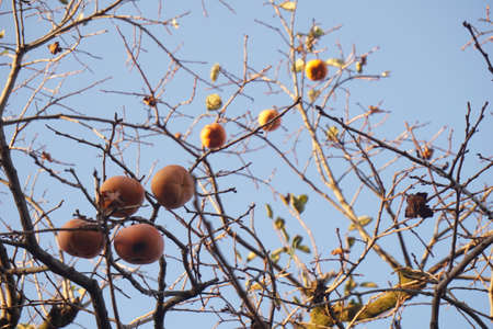 Ripe persimmons in autumn in Japanの写真素材