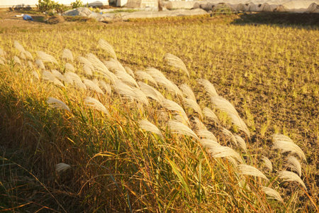 japanese autumn pampas grassの写真素材