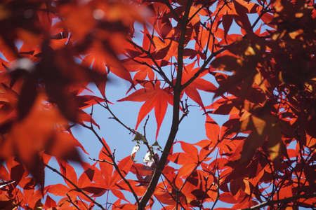 Maple leaves colored in autumnの写真素材