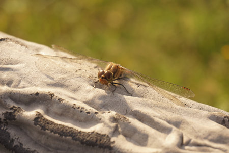 Red dragonfly active in autumn in Japanの写真素材