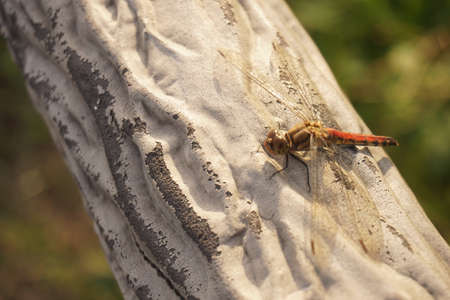 Red dragonfly active in autumn in Japanの写真素材