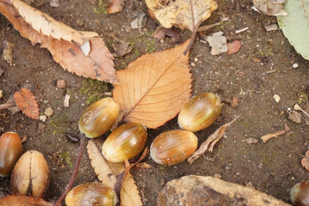 Acorn that fell to the groundの写真素材