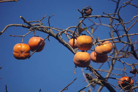 Ripe persimmons in autumn in Japanの写真素材