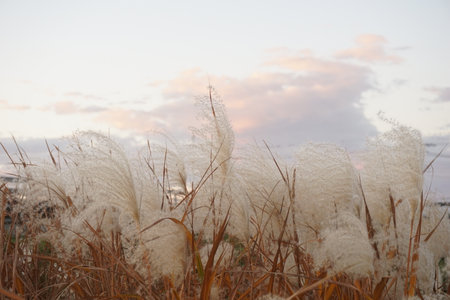 japanese autumn pampas grassの写真素材