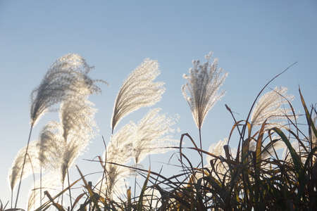 japanese autumn pampas grassの写真素材