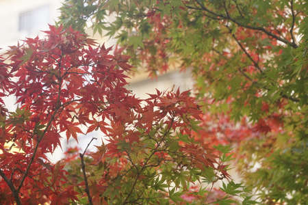 Maple leaves colored in autumnの写真素材