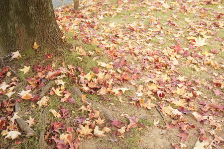 leaves that fell to the ground