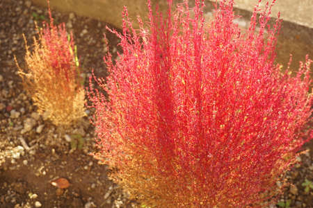 Kochia colored in autumnの写真素材