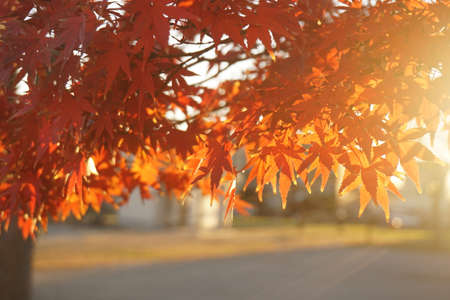 Maple leaves colored in autumnの写真素材