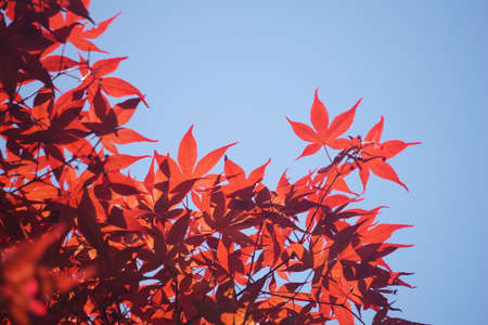 Maple leaves colored in autumnの写真素材