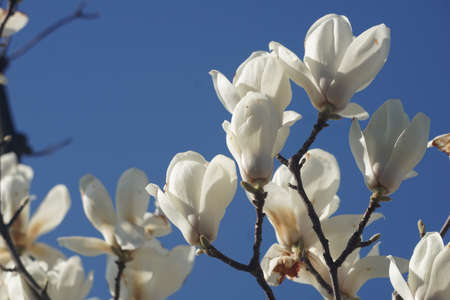 White magnolia blooming in spring in Japanの写真素材