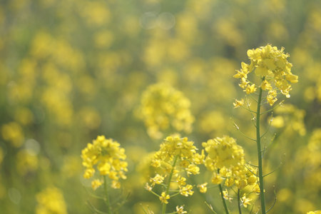 Rape blossoms blooming in spring in Japan