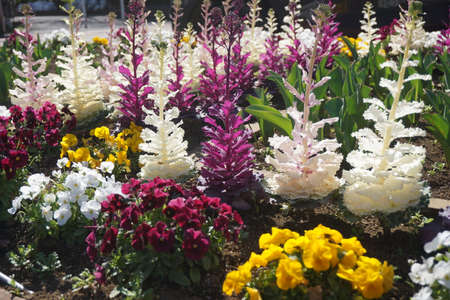 Flower bed with colorful flowersの写真素材