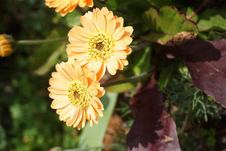 Yellow flowers blooming in spring in Japanの写真素材