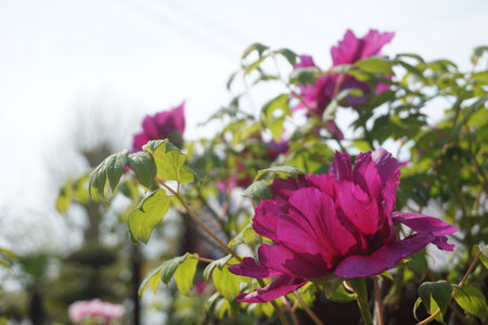 Peonies blooming in spring in Japanの写真素材