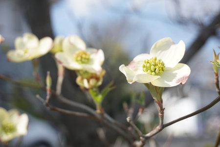 Dogwood blooming in spring in Japanの写真素材