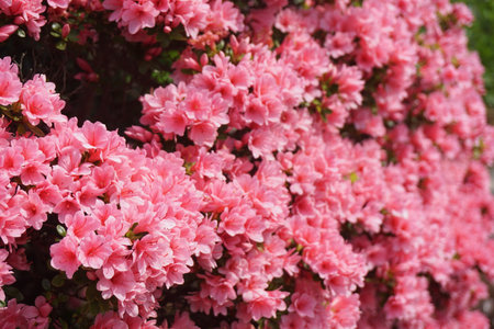 Azalea blooming in spring in Japanの写真素材