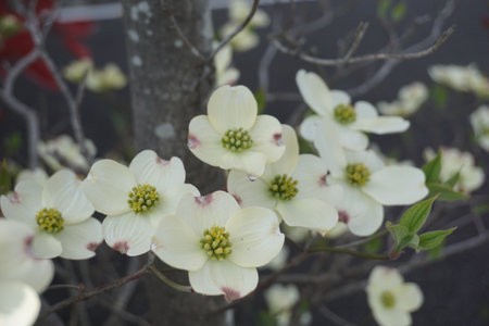 Dogwood blooming in spring in Japanの写真素材